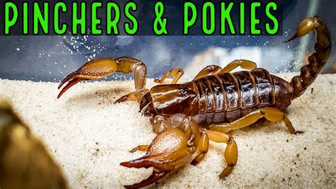 Scorpion Unboxing from Pinchers & Pokies .